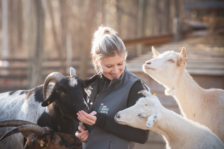Tierpflegerin Bea Romstorfer mit Ziegen ©OeTV