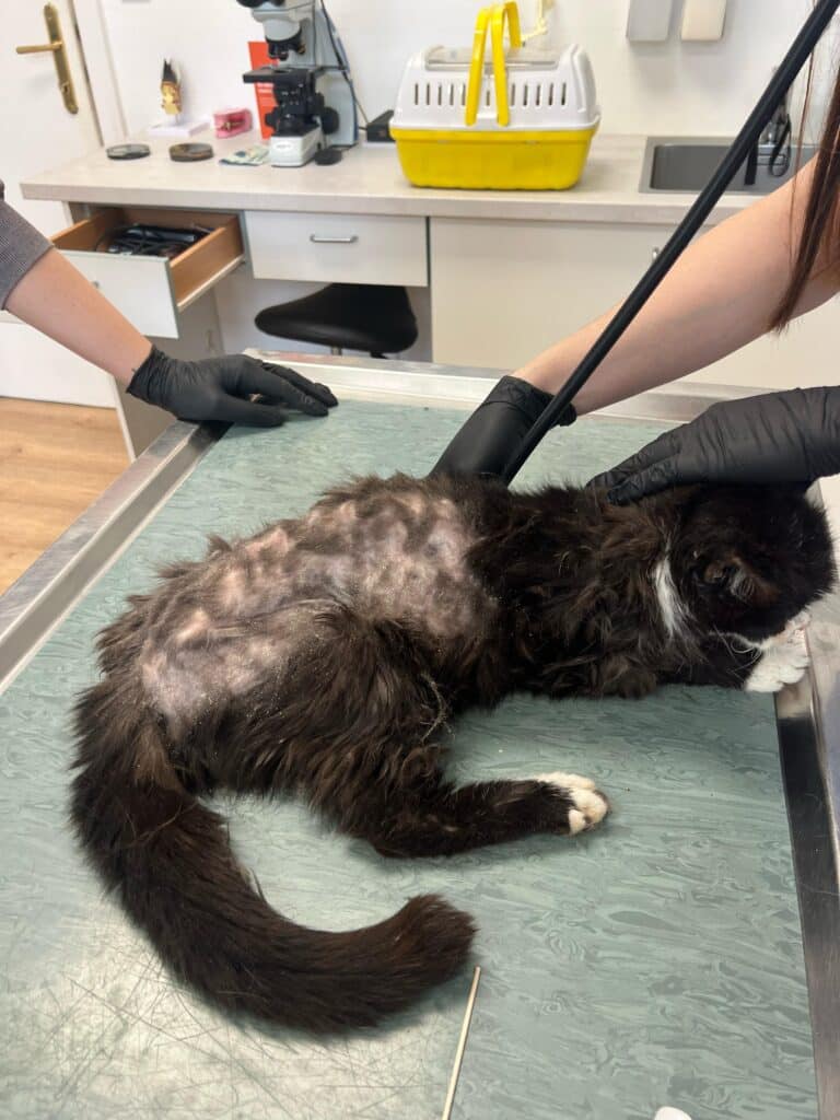 Beim Tierarzt ©OeTV