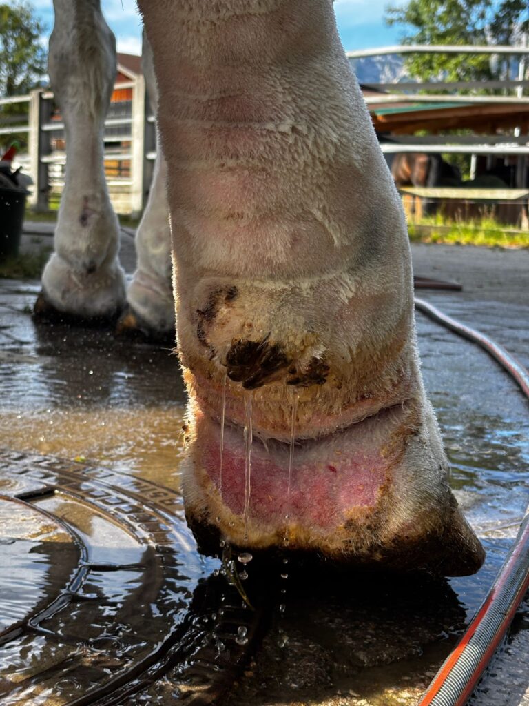 Bein Georgie Girl ©OeTV