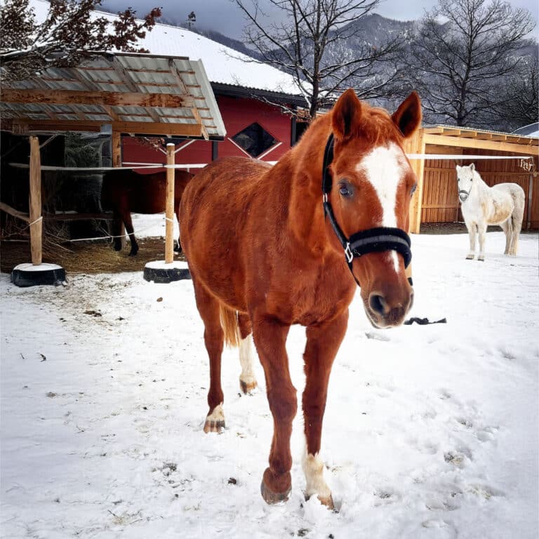 Österreichischer Tierschutzverein-Tiervermittlung: Die feinfühlige Bella
