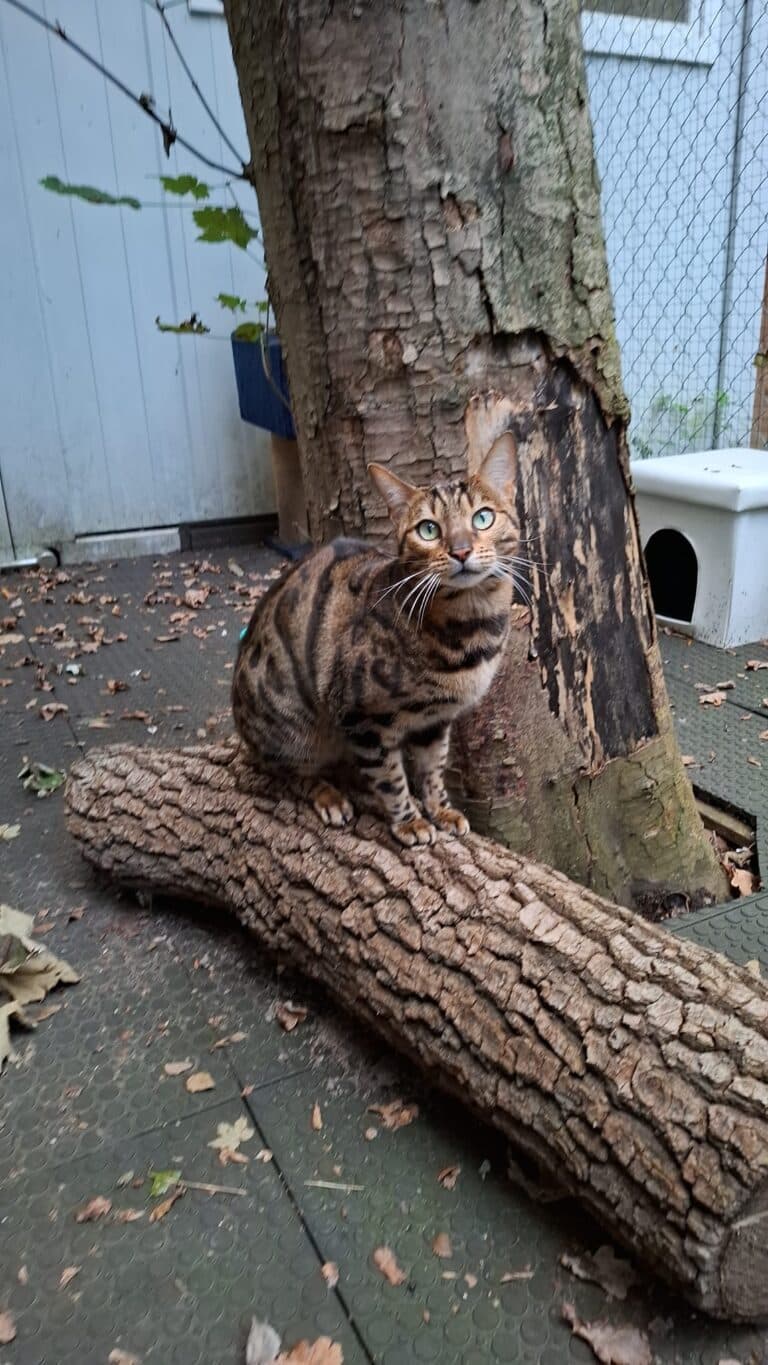 Bengalkatze Diego 1 ©ÖTV