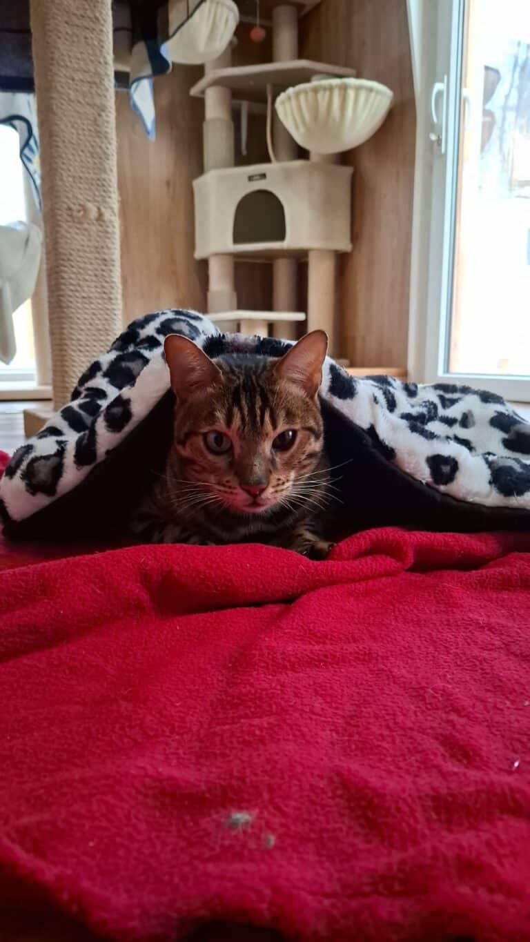 Bengalkatze Diego 2 ©OTV