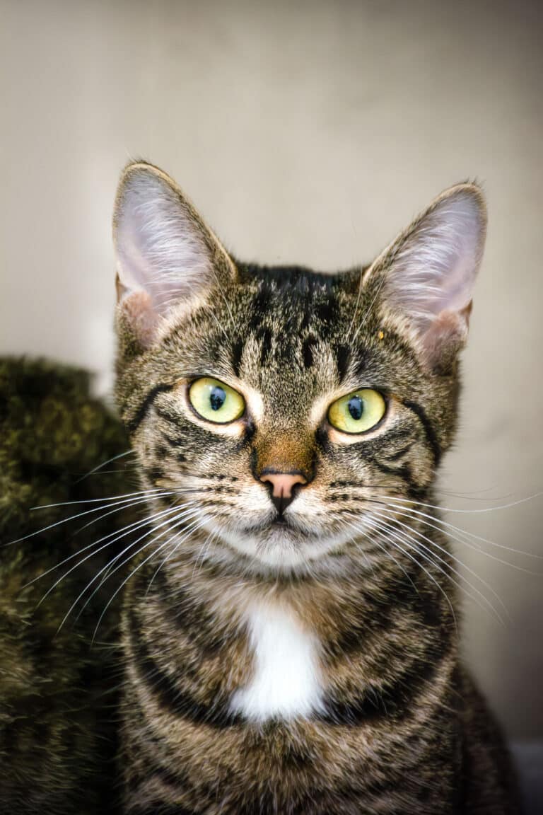 Katze Bertha ©OeTVBea