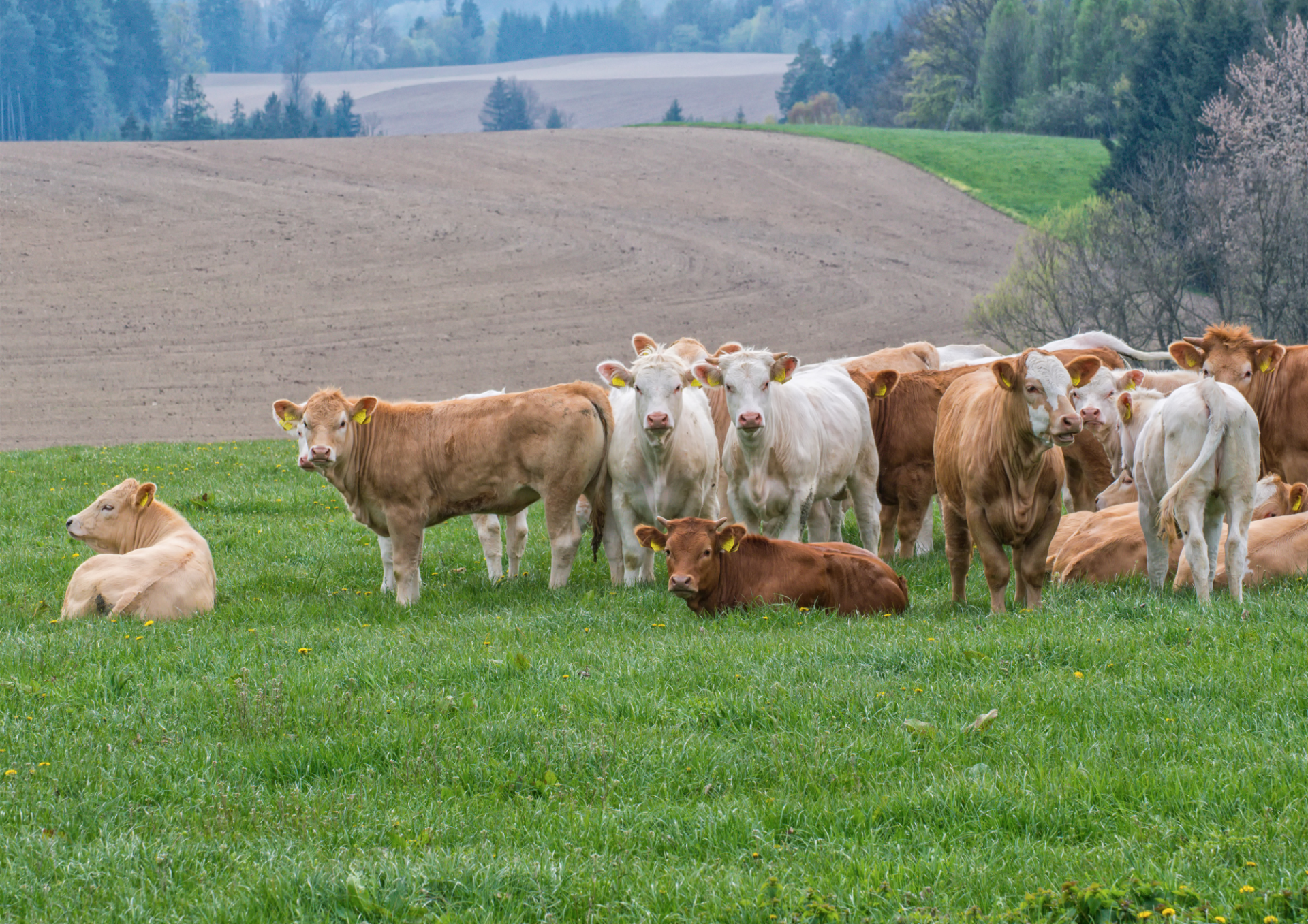 Bezeichnungen in der Schweinehaltung 30 2 Österreichischer Tierschutzverein