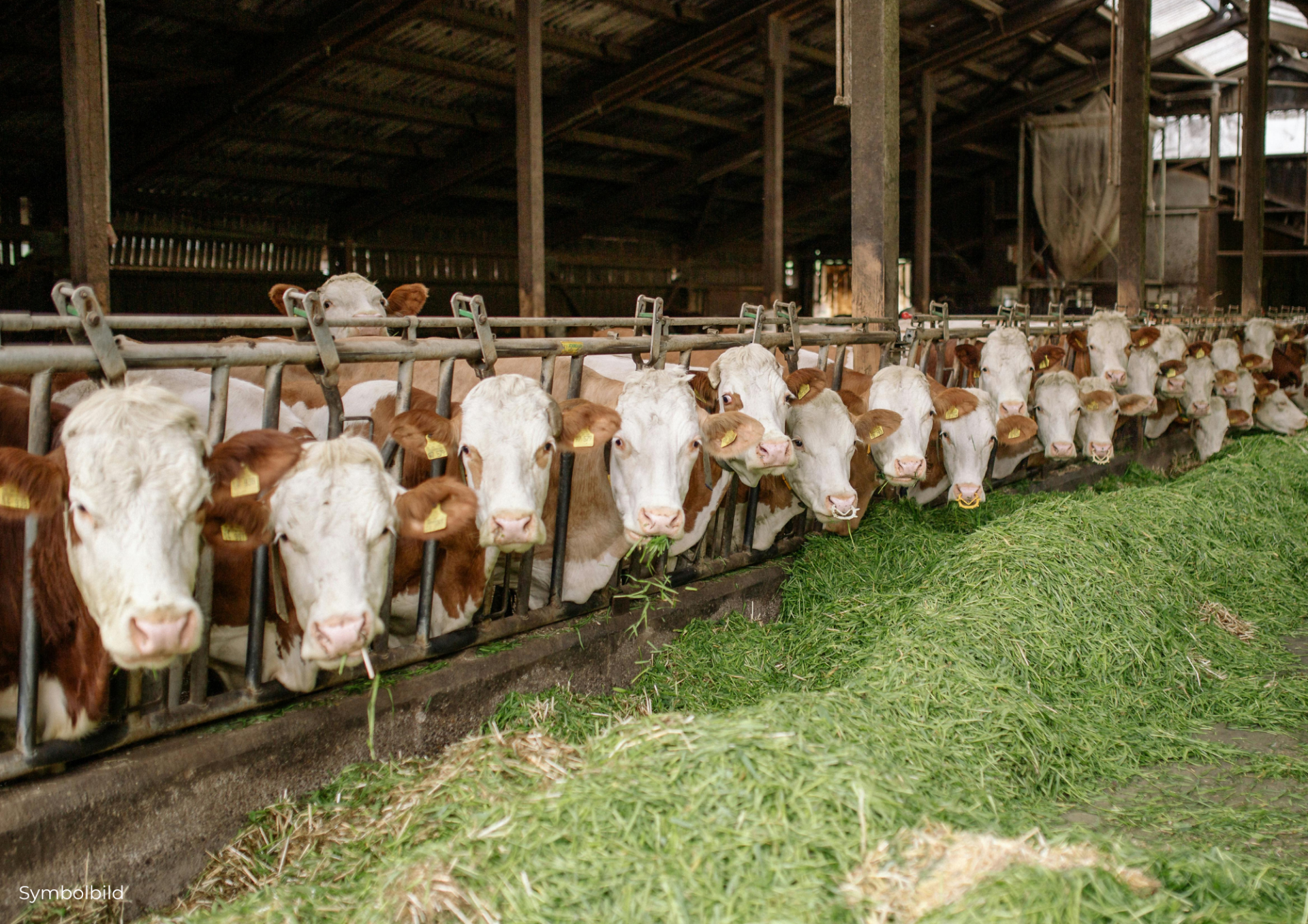 Österreichischer Tierschutzverein Bezeichnungen in der Schweinehaltung 63 Österreichischer Tierschutzverein