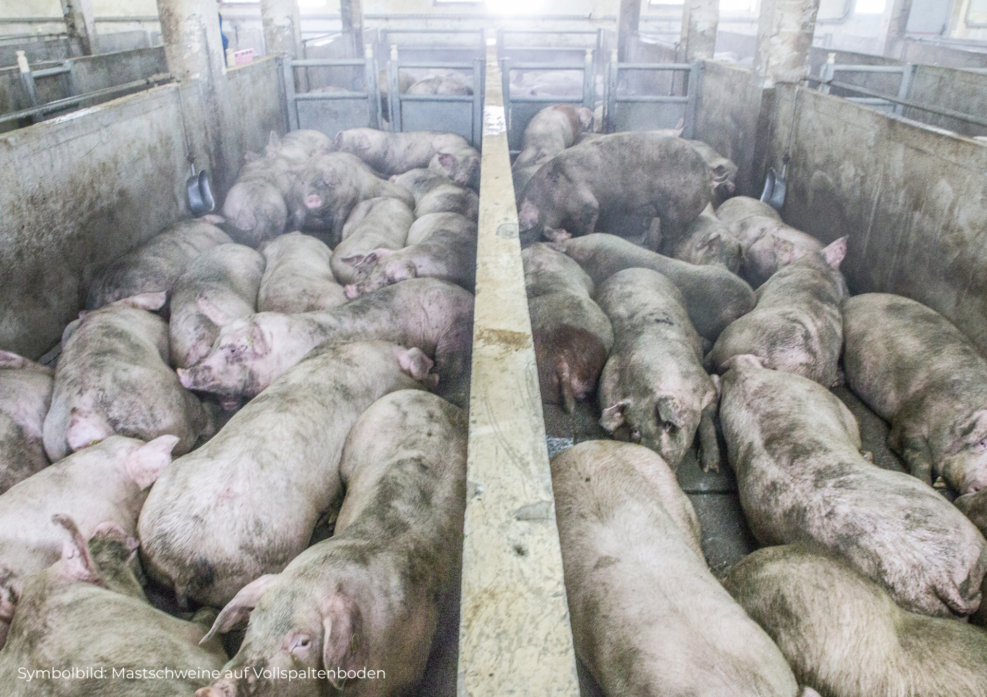Österreichischer Tierschutzverein Bezeichnungen in der Schweinehaltung 65 Österreichischer Tierschutzverein