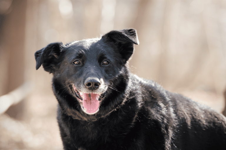 Österreichischer Tierschutzverein-Notfellchen Projekt: Wunsch von Hund Blacky