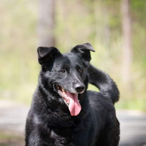 Österreichischer Tierschutzverein-Tiervermittlung: Zweite Chance für Blacky