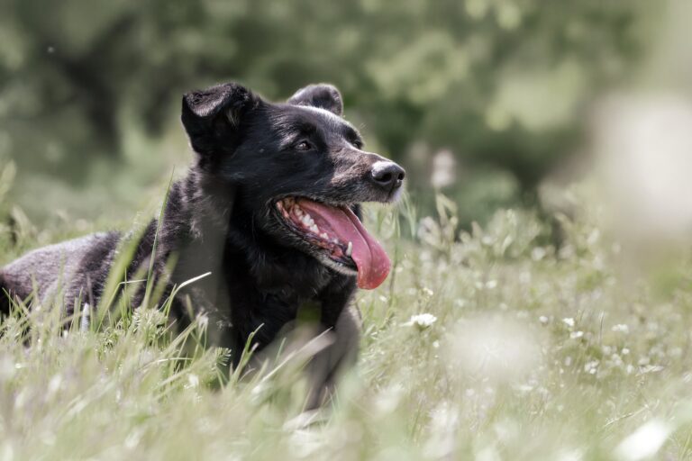 Blackyim Grünen © Österrreichischer Tierschutzverein