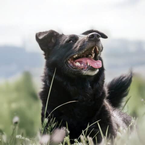 Österreichischer Tierschutzverein-Tiervermittlung: Zweite Chance für Blacky