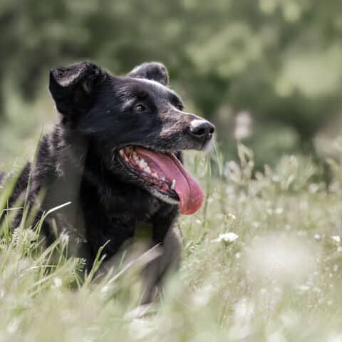 Österreichischer Tierschutzverein-Tiervermittlung: Zweite Chance für Blacky