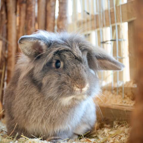 Kaninchen Brokkoli © Österreichischer Tierschutzverein