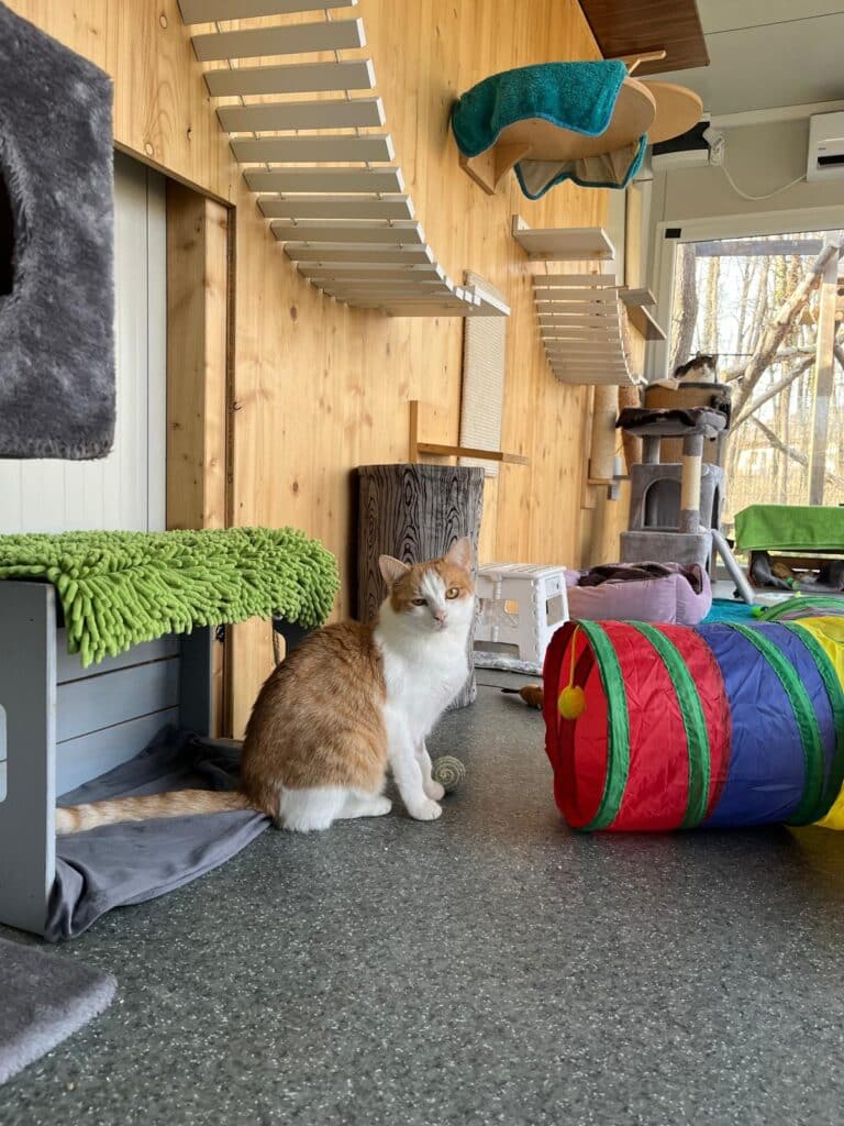 Bubi im Katzenhaus ©OeTV