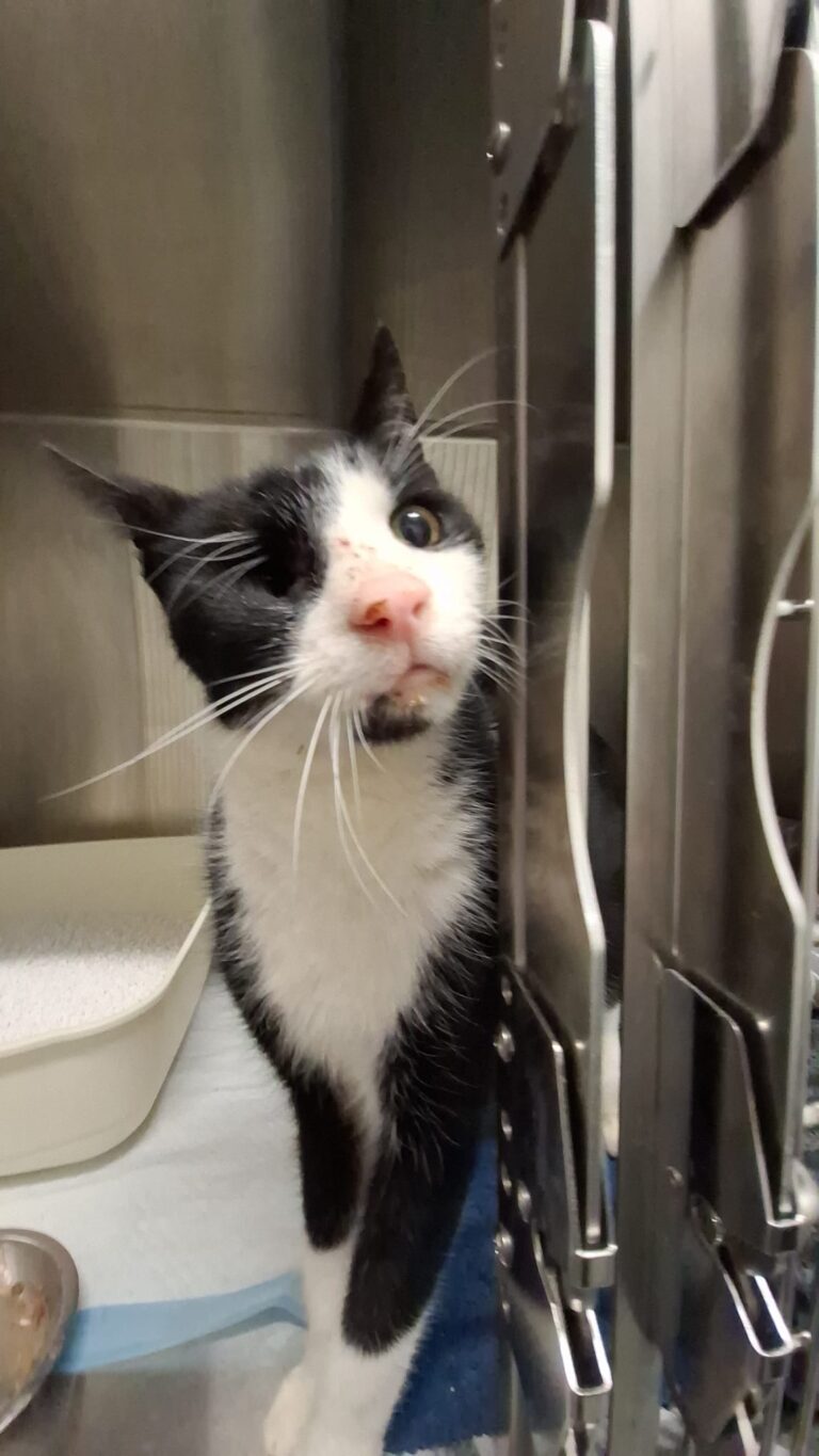 Captain Hook Assisi-Hof ©ÖTV