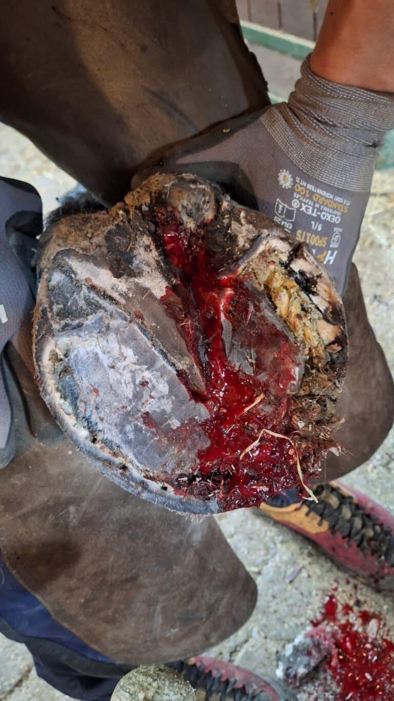 Charly Hufkrebs ©OeTV