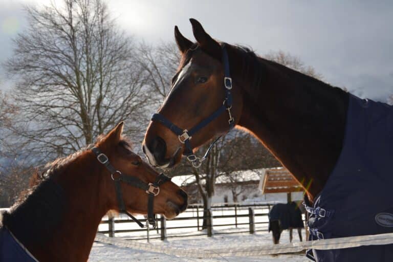 Charly mit Dobby ©OeTV