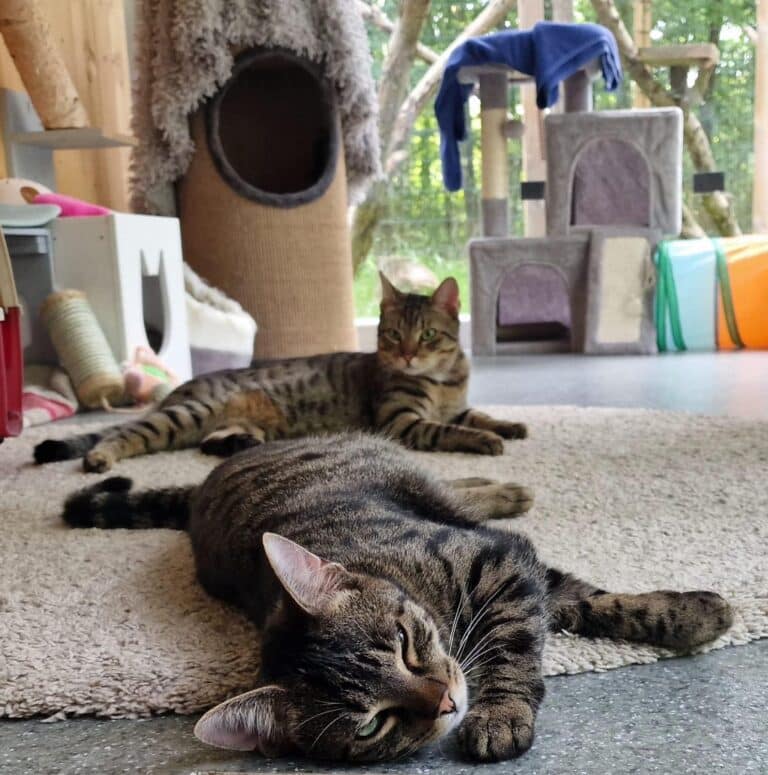 Chillende Katzen ©OeTV