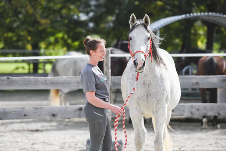 Pferdeklappe-Hofengel: Freiwillige Hilfe auf dem Hof gesucht