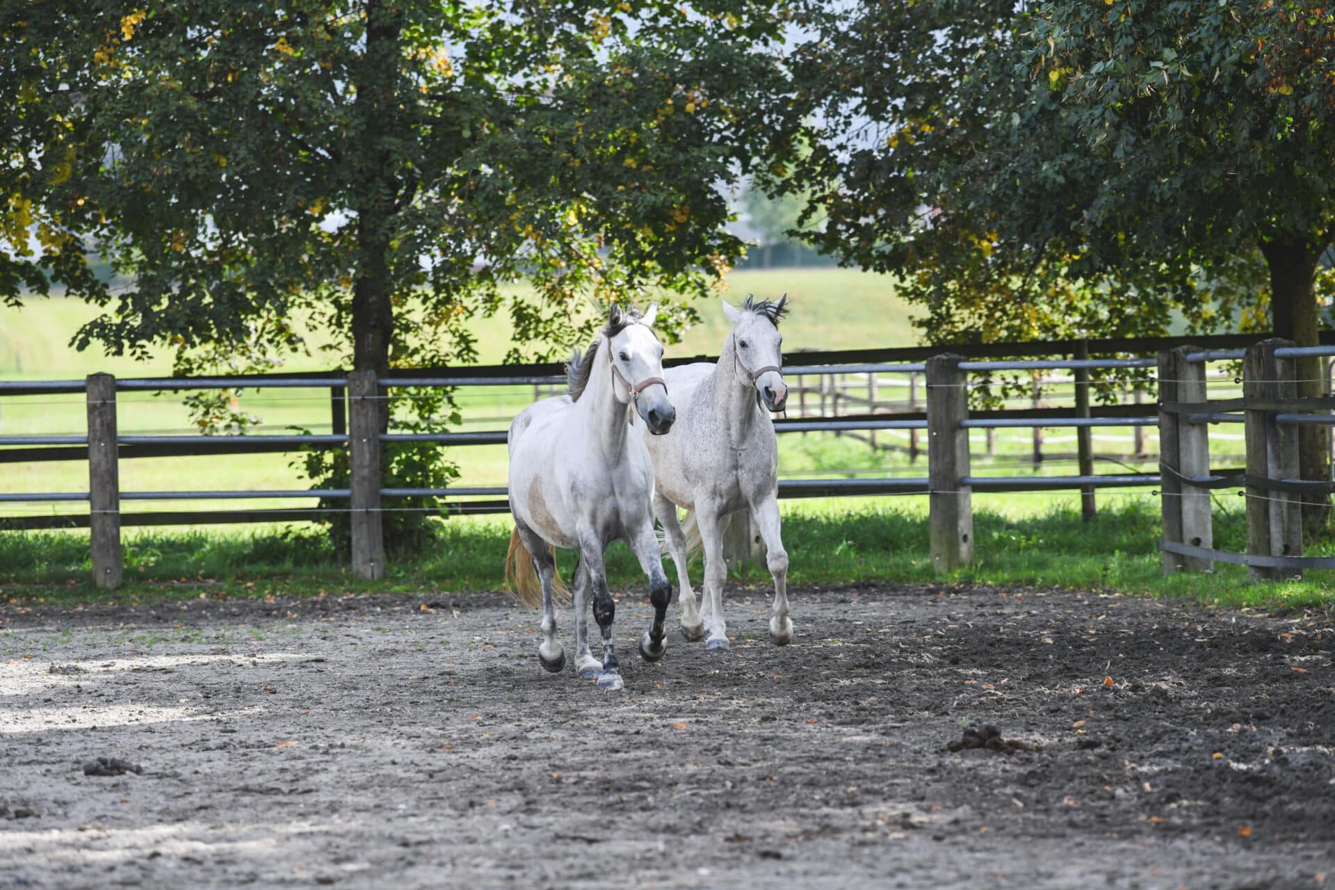 DSC 0206 1 Österreichischer Tierschutzverein