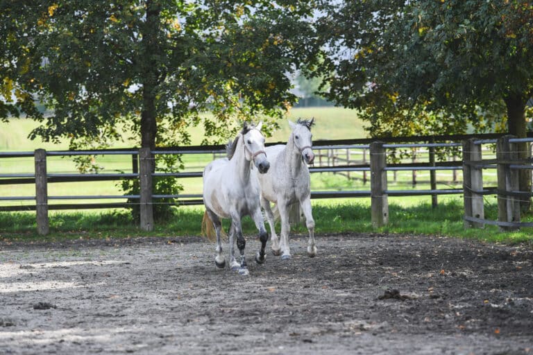 Pferdeklappe-Pferde in Betreuung: Zwei weiße Pferde galoppieren über die Koppel