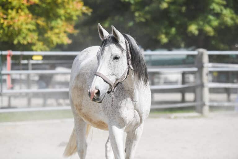 Pferdeklappe Reutte - Ein Tierschutzpferd aus der Pferdeklappe Reutte adoptieren