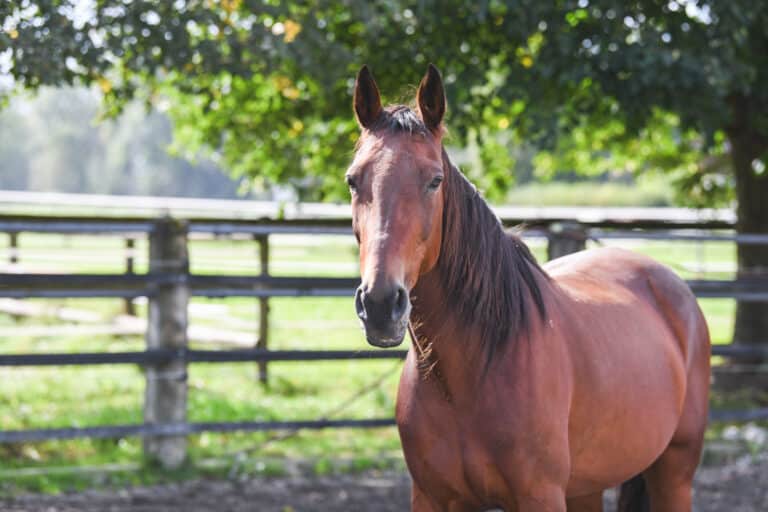 Pferdeklappe-Ein Pferd aus der Pferdeklappe adoptieren: Miss Ferrari