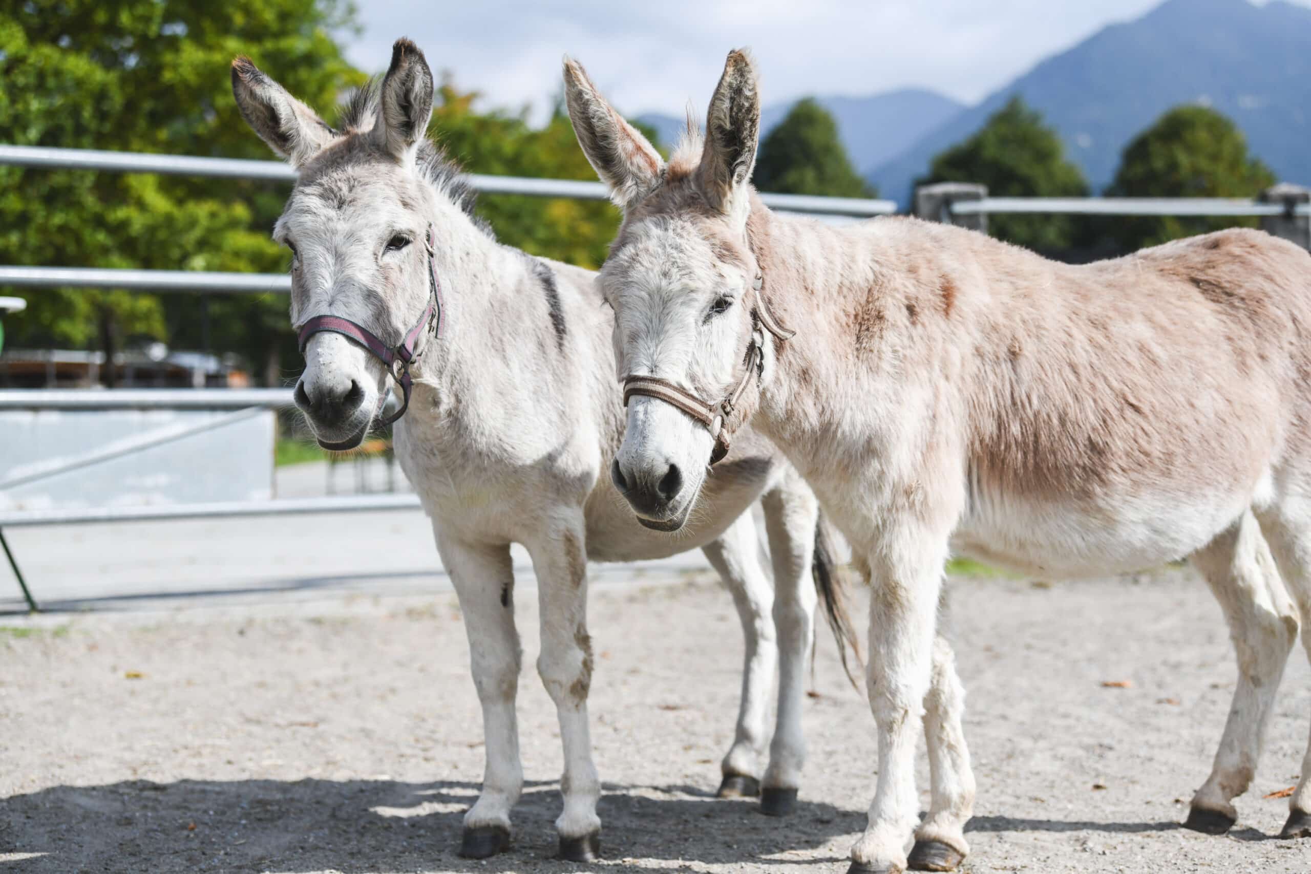 Österreichischer Tierschutzverein - in Betreuung: Emil und Pauli