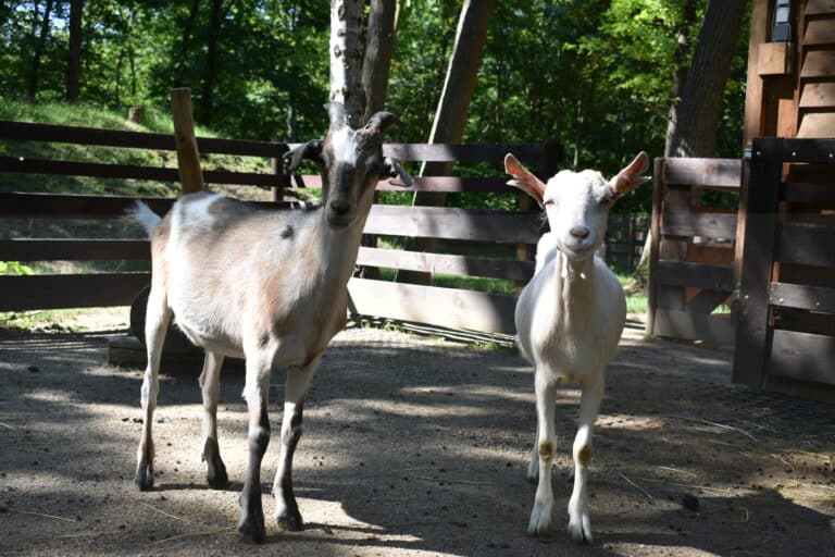 Österreichischer Tierschutzverein - Tiervermittlung: Die frech fröhlichen Ziegen-Jungs Ferdi und Seppi