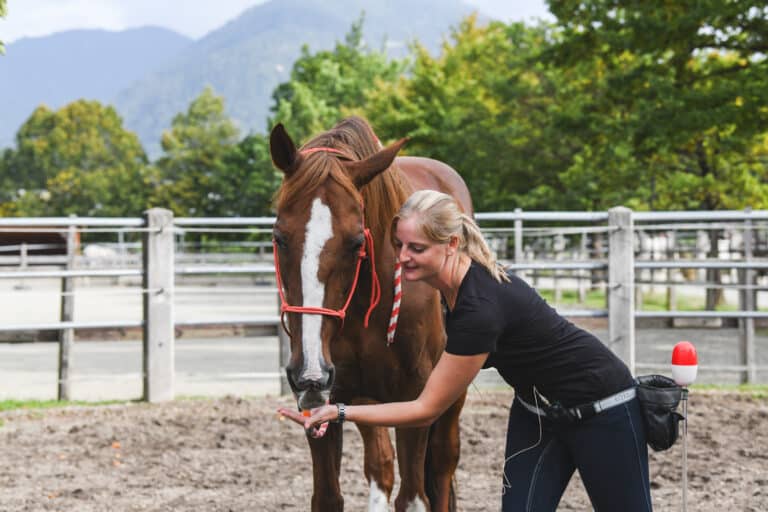 Österreichischer Tierschutzverein - Events: Belohnungsbasiertes Pferdetraining