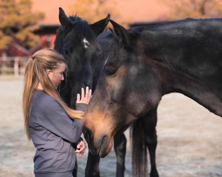Pferdeklappe-Philosophie: Mädchen streichelt braune Pferde