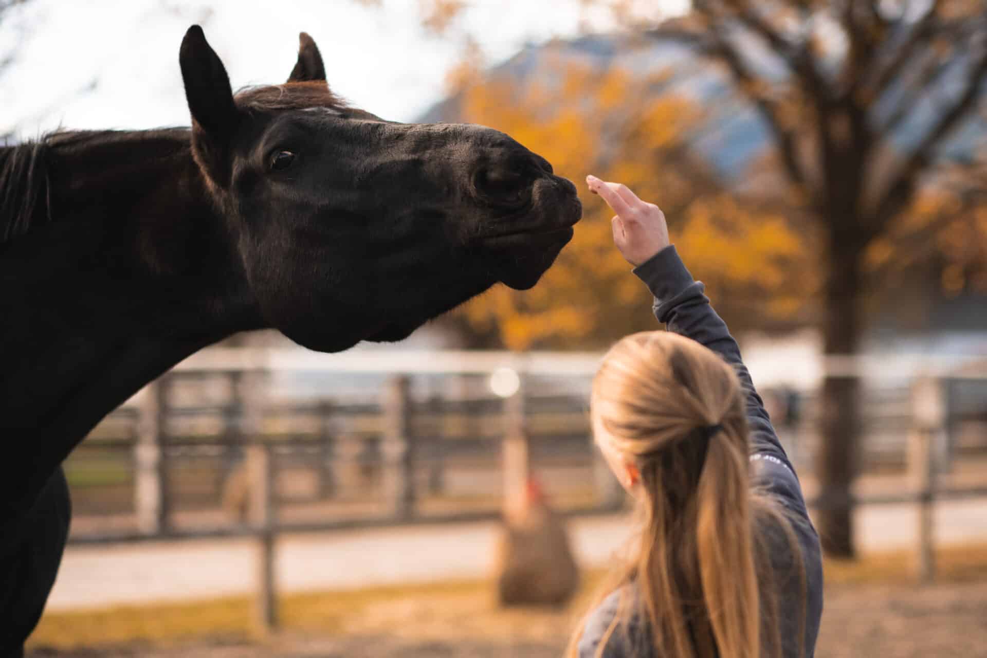 Österreichischer Tierschutzverein-Events: Massage und Dehnungstechniken fürs Pferd