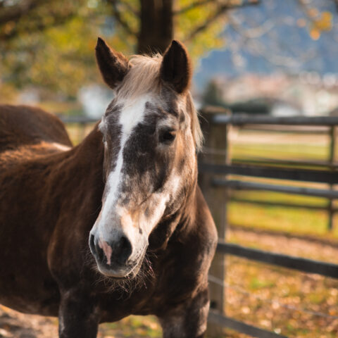 Österreichischer Tierschutzverein-In Betreuung: Norikerstute Paula