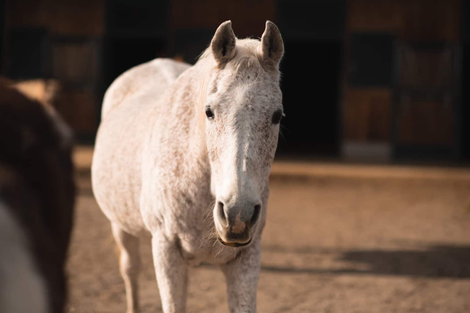 Österreichischer Tierschutzverein - in Betreuung: Marana und Valewska