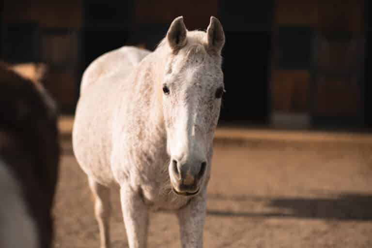 Österreichischer Tierschutzverein - in Betreuung: Marana und Valewska