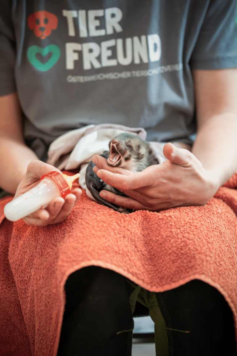 Österreichischer Tierschutzverein Spendenkampagnen: Wildtierstation