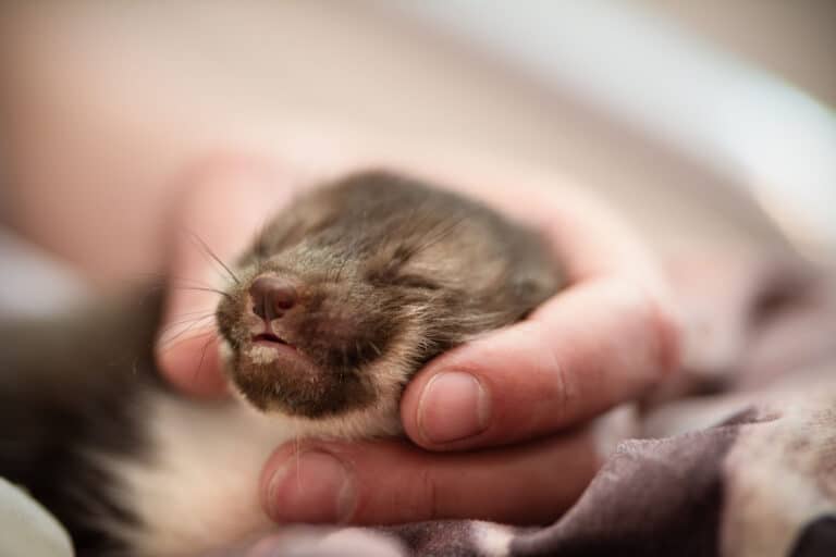 Österreichischer Tierschutzverein - Wildtier gefunden: Wildtierrettung in ganz Österreich.