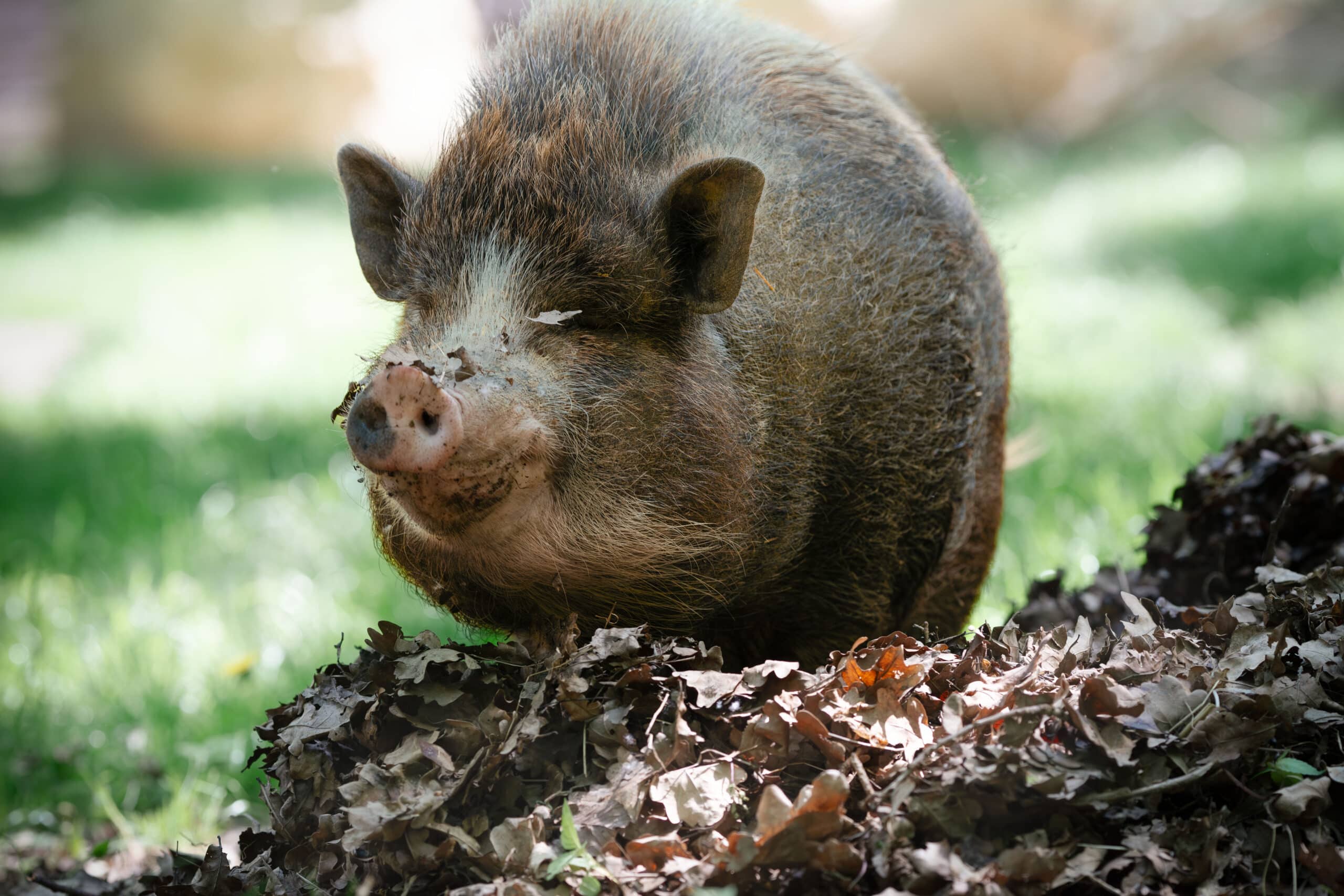 Österreichischer Tierschutzverein - Events: Hoffest am Assisi-Hof in Stockerau