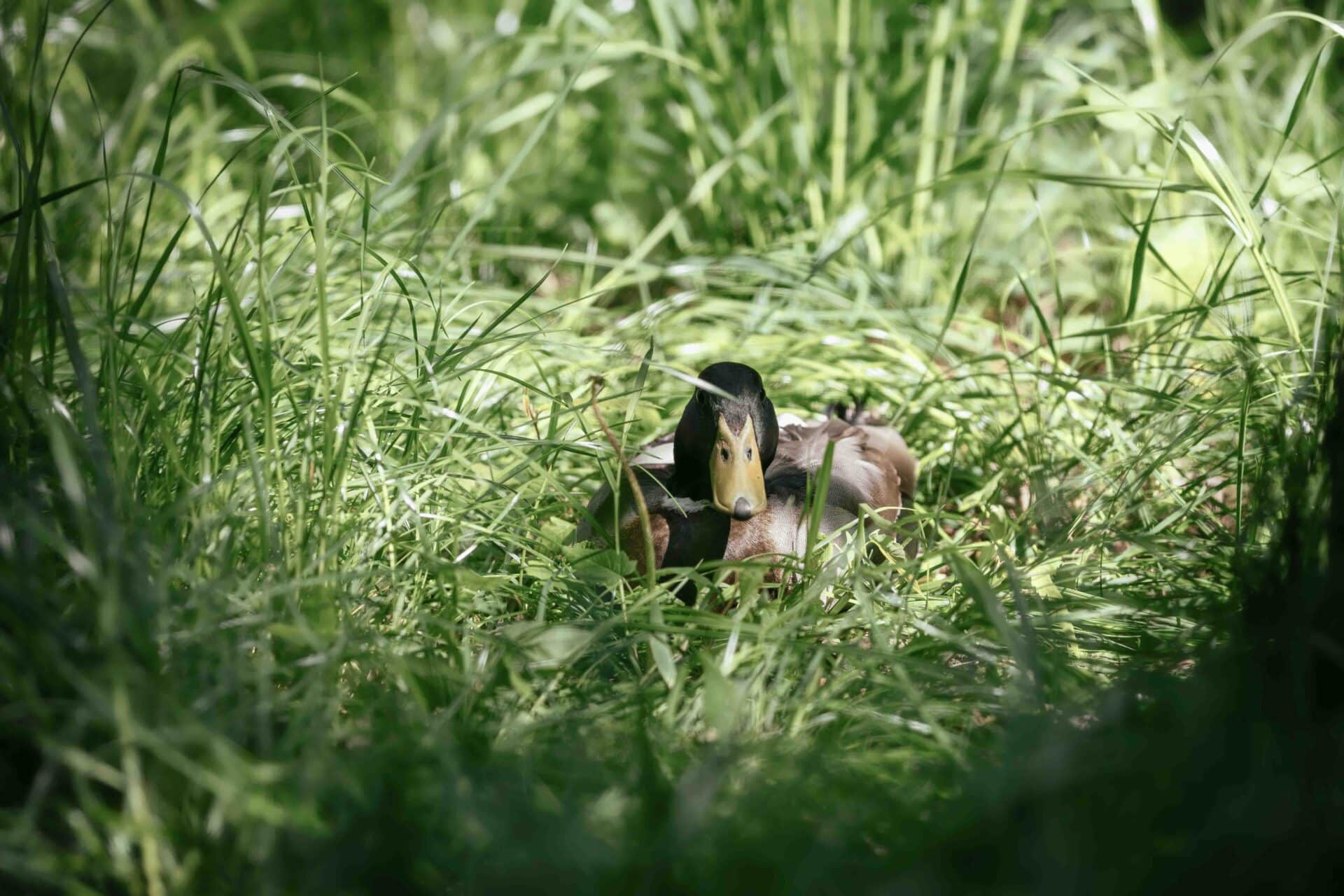 Österreichischer Tierschutzverein Österreichischer Tierschutzverein-Tierpatenschaft: Wildtiere