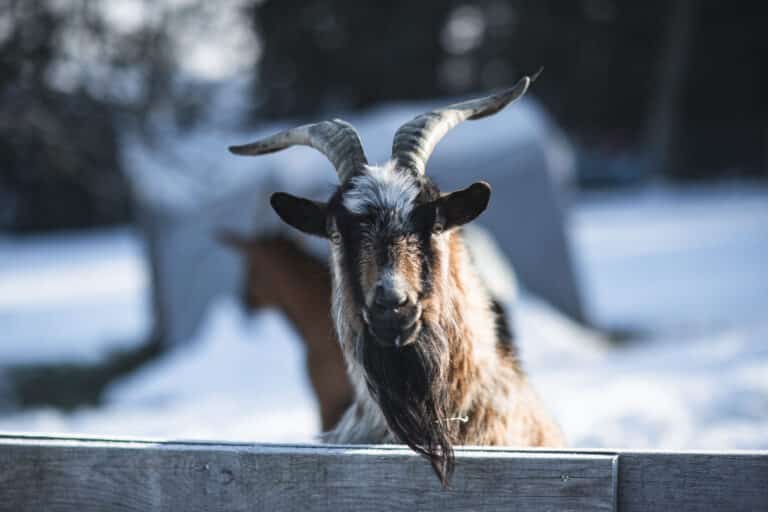Österreichischer Tierschutzverein-Adventgewinnspiel: erstes Türchen
