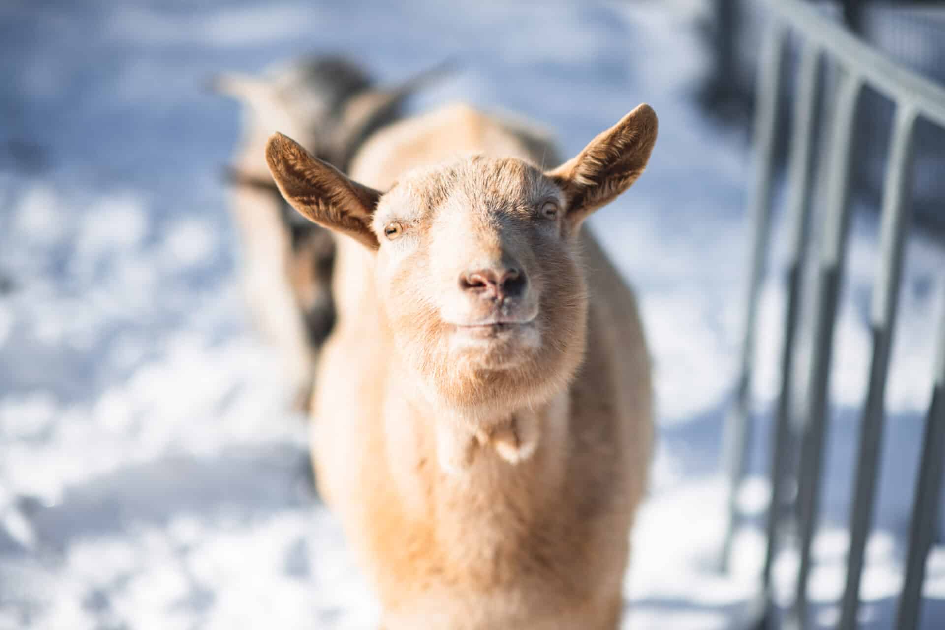 Österreichischer Tierschutzverein - Weihnachtsaktion: Erfüllst du den Herzenswunsch von unseren Schützlingen?