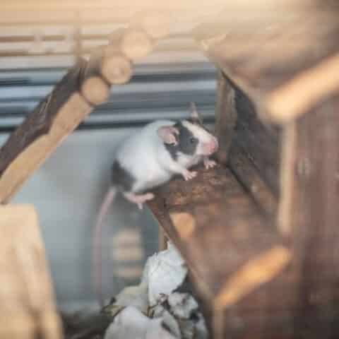 Österreichischer Tierschutzverein-Tiervermittlung: Die quirlige Mäuschenbande