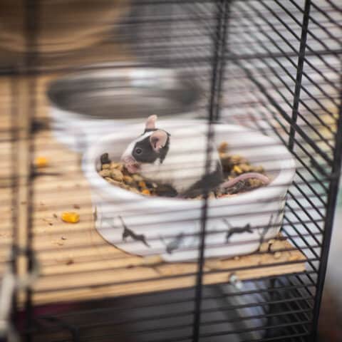 Österreichischer Tierschutzverein-Tiervermittlung: Die quirlige Mäuschenbande