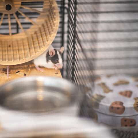 Österreichischer Tierschutzverein-Tiervermittlung: Die quirlige Mäuschenbande