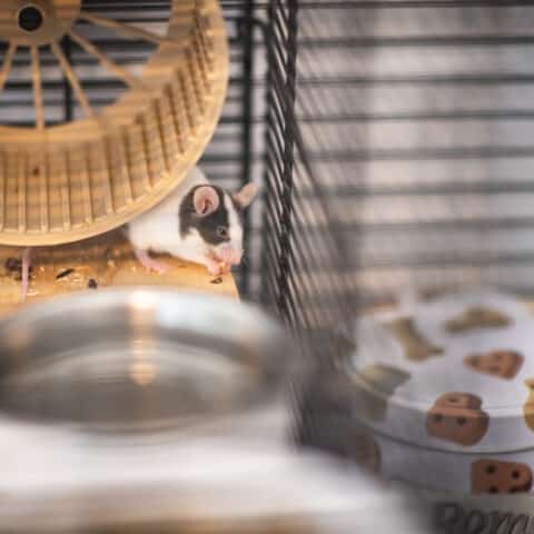 Österreichischer Tierschutzverein-Tiervermittlung: Die quirlige Mäuschenbande