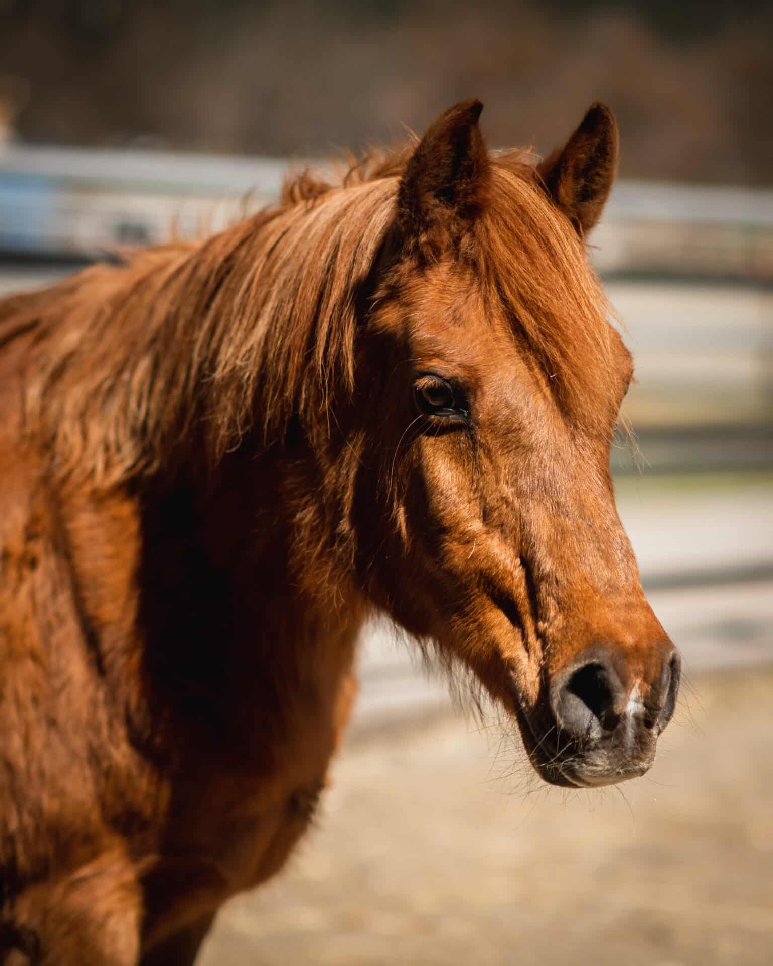 DSC 4908 Österreichischer Tierschutzverein