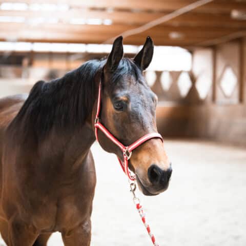 Österreichischer Tierschutzverein-Tiervermittlung: Der menschenbezogene Nashville