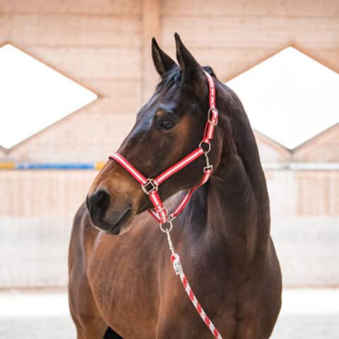 Österreichischer Tierschutzverein-Tiervermittlung: Der menschenbezogene Nashville