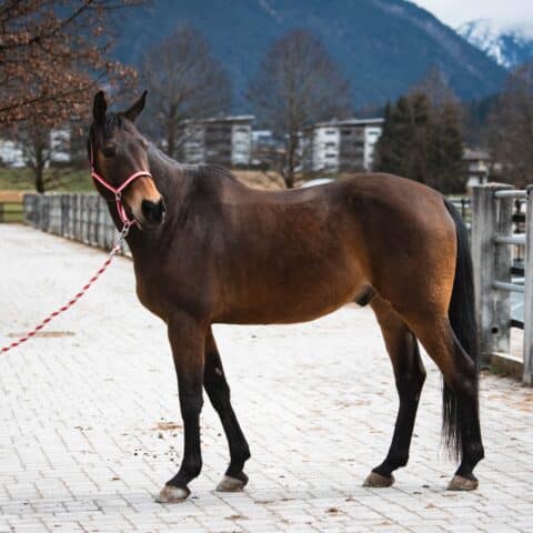 Österreichischer Tierschutzverein-Tiervermittlung: Der menschenbezogene Nashville