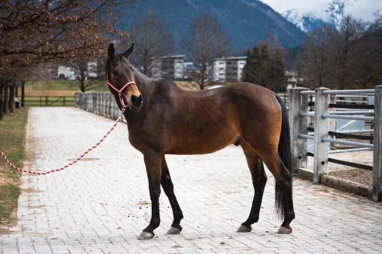 Wallach Nashville 2 ©Österreichischer Tierschutzverein