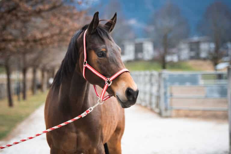 Wallach Nashville 1 ©Österreichischer Tierschutzverein